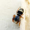 Jumping Spider