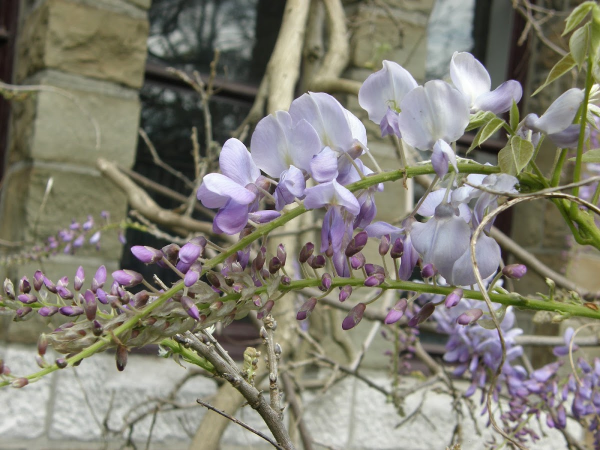 Chinese glycine