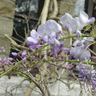Chinese glycine