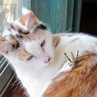 Giant Grasshopper (hiding from the hunter)