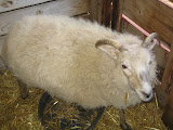 IMG_1569.JPG