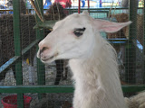 IMG_1610.JPG