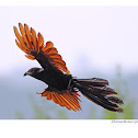 Greater Coucal