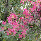 Silk Floss Tree