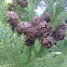 Juniper berries