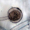 Bread Mold