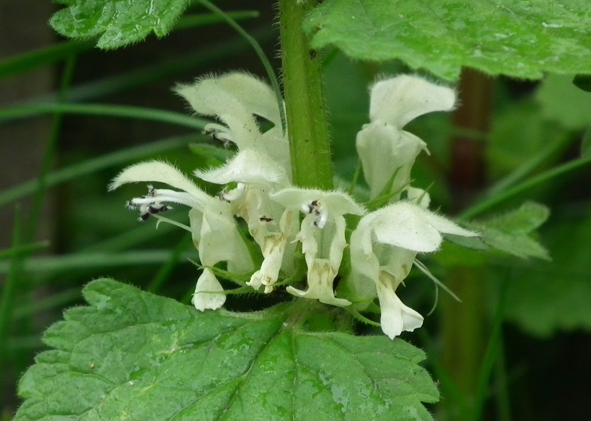 White Deadnettle