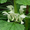 White Deadnettle