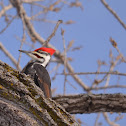 Pileated Woodpecker