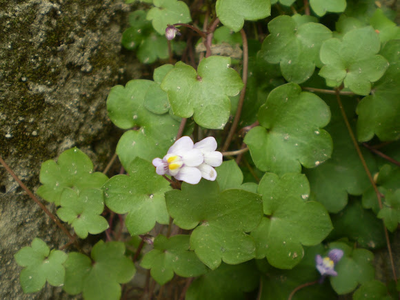 Spotting Image 1