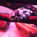 Amazon Milky Tree Frog