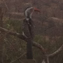 Southern Red-billed Hornbill