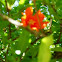 Pomogranate Flowers