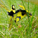 Owlfly