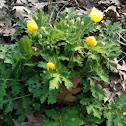 Celadine Poppy