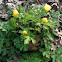 Celadine Poppy