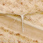 Common Plume Moth