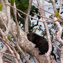 American Mink, Visón