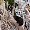 American Mink, Visón