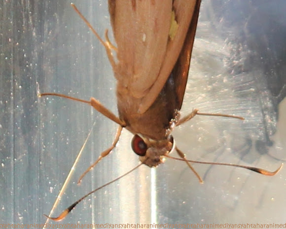 Spotting Image 1