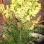 Bull banksia