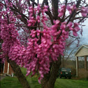 Eastern Redbud