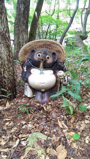 Tanuki in Woods