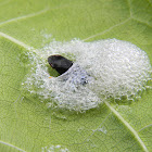 froghopper, spittlebug
