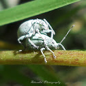 Asian Gray Weevil
