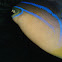 Queen Triggerfish
