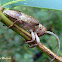 Long horned beetle