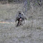 Chacma baboon