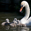 Swan