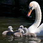 Swan