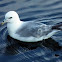 Northern Fulmar