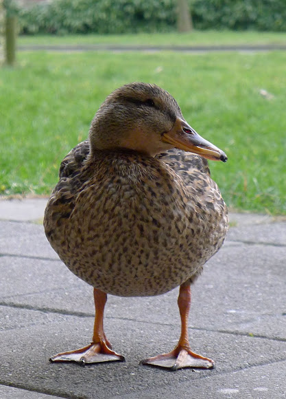 Spotting Image 1