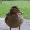 Mallard