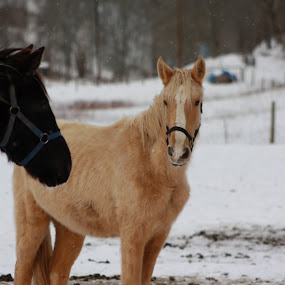 by Courtney Davisson - Animals Horses