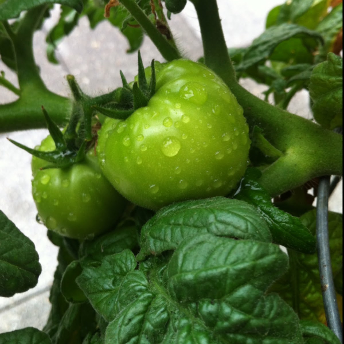 Tomato Plant