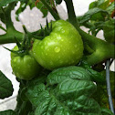 Tomato Plant