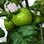 Tomato Plant