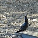 Phainopepla
