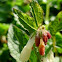 Comfrey