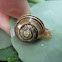 Grove or Brown-lipped Snail