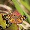 Pearl Crescent