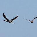 Northern Gannet