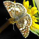 Common Checkered-Skipper