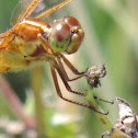 Needham's Skimmer Dragonfly