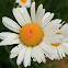 Oxeye daisy