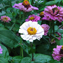 Zinnia